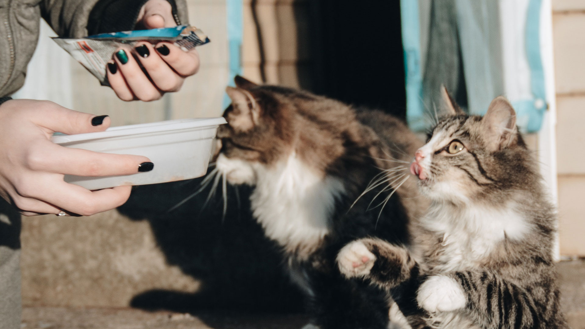 les-7-regles-dor-pour-bien-nourrir-son-chat